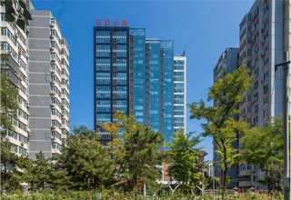 河津国槐树苗供应